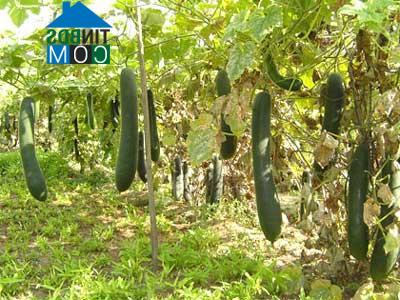 Hình ảnh Hội Thịnh, Phú Thọ