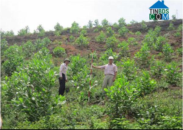 Hình ảnh Chí Tiên, Phú Thọ