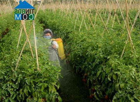 Hình ảnh Liên Châu, Phú Thọ