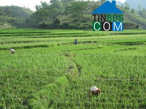 Hình ảnh Thung Nai, Phú Thọ