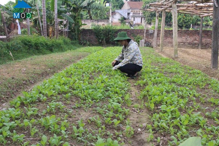 Hình ảnh Tiên Lữ, Phú Thọ