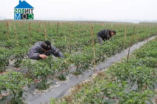 Hình ảnh Tam Hồng, Phú Thọ