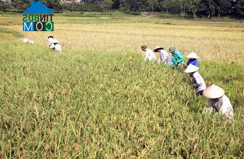 Hình ảnh Xuân Viên, Phú Thọ