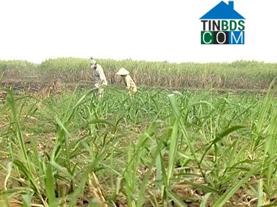 Hình ảnh Bình Minh, Quảng Ngãi