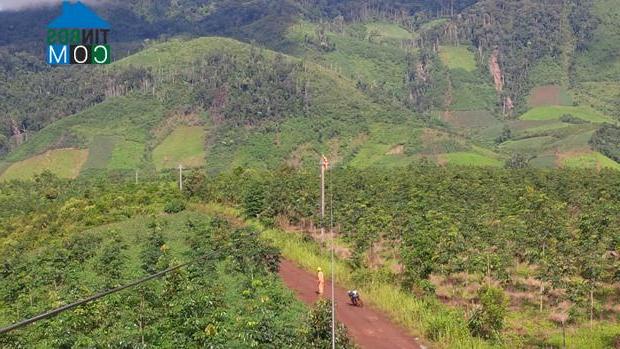 Hình ảnh Đăk Sao, Quảng Ngãi