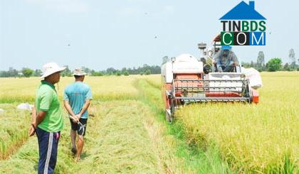 Hình ảnh Hậu Mỹ, Đồng Tháp