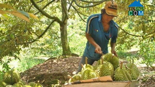 Hình ảnh Ngũ Hiệp, Đồng Tháp