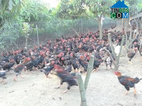 Hình ảnh An Thạnh Thủy, Đồng Tháp