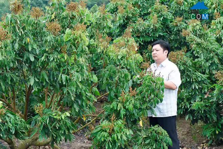 Hình ảnh Ya Hội, Gia Lai