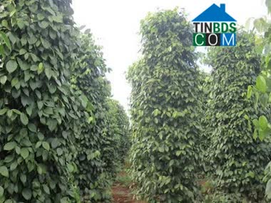 Hình ảnh Kon Chiêng, Gia Lai