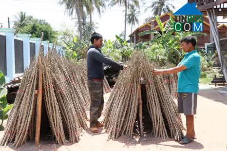 Hình ảnh Ia Pa, Gia Lai