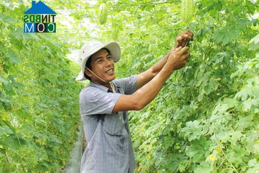 Hình ảnh Tuy Phước Bắc, Gia Lai