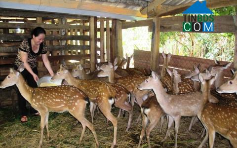 Hình ảnh Sơn Giang, Hà Tĩnh