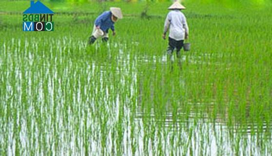 Hình ảnh Đông Quan, Hưng Yên