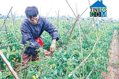 Hình ảnh Đông Tiền Hải, Hưng Yên