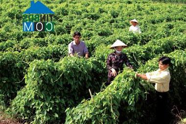 Hình ảnh Mễ Sở, Hưng Yên