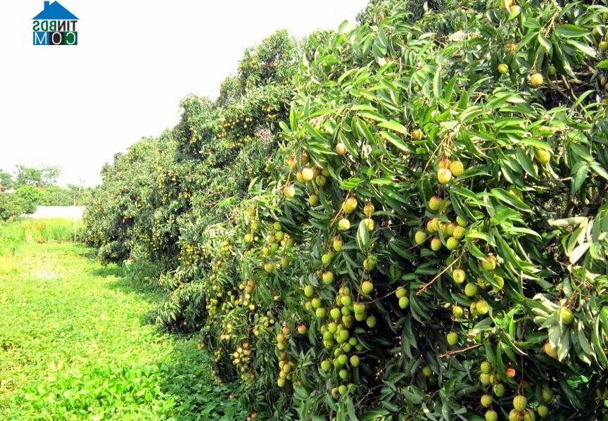 Hình ảnh Tống Trân, Hưng Yên