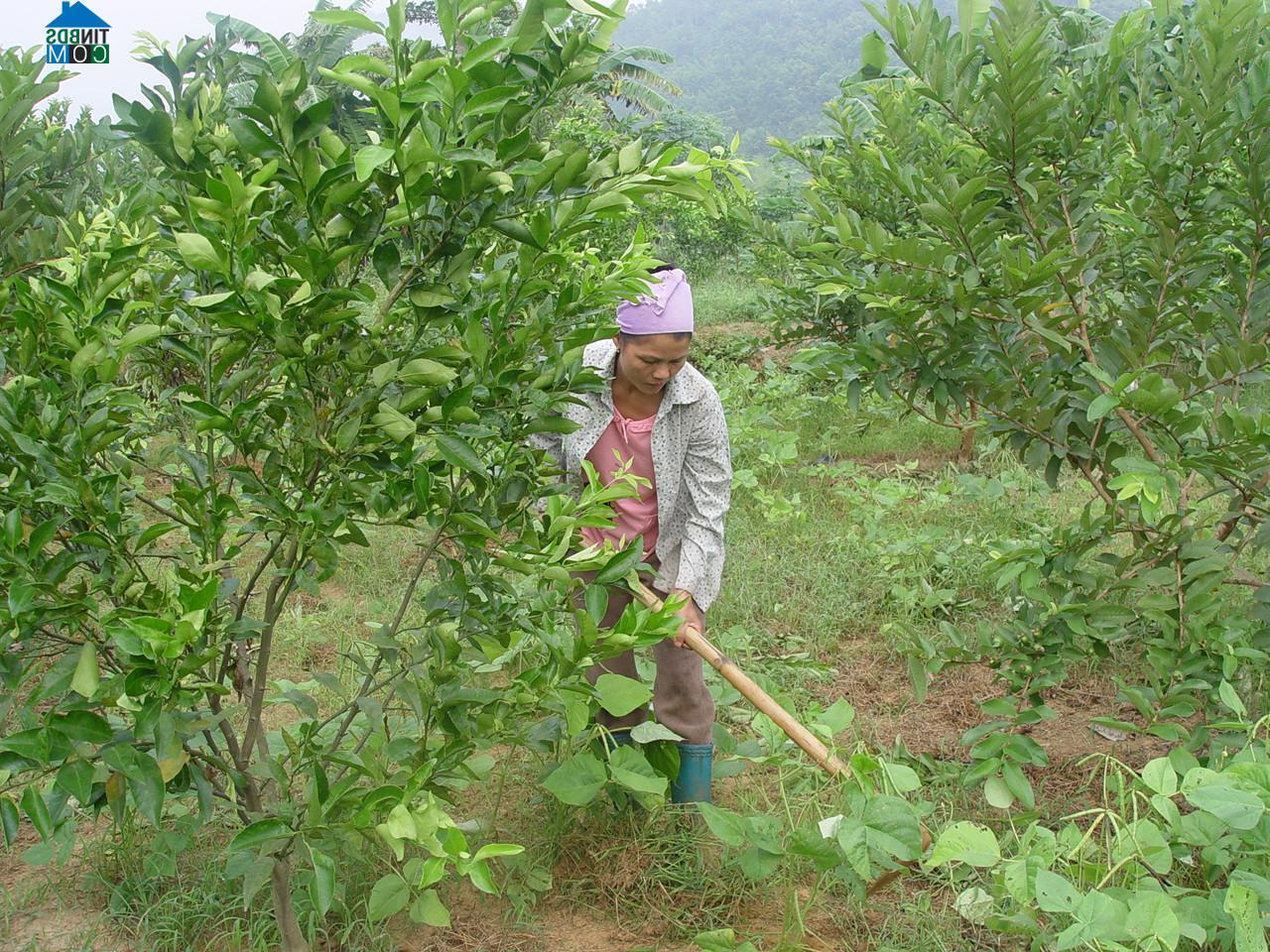 Hình ảnh Triệu Việt Vương, Hưng Yên