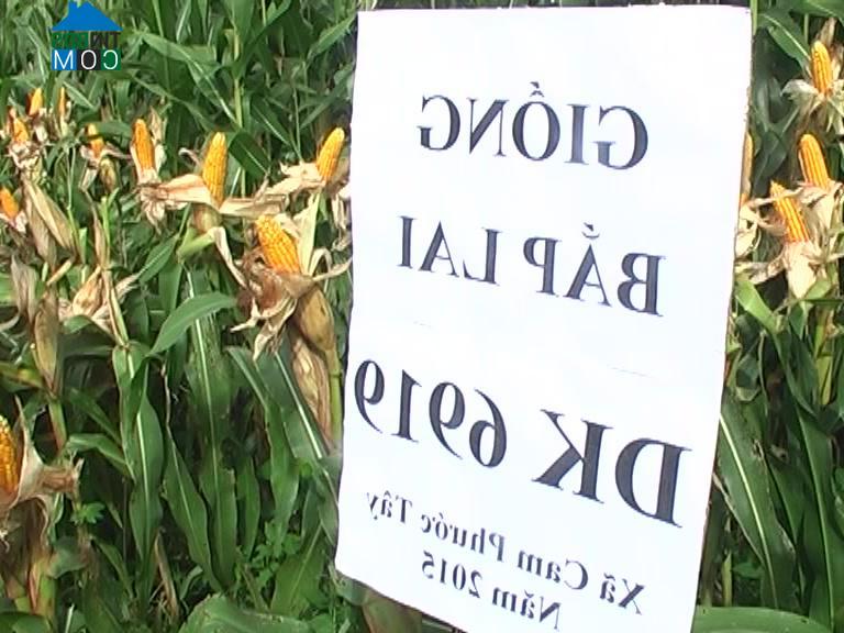 Hình ảnh Cam An, Khánh Hòa