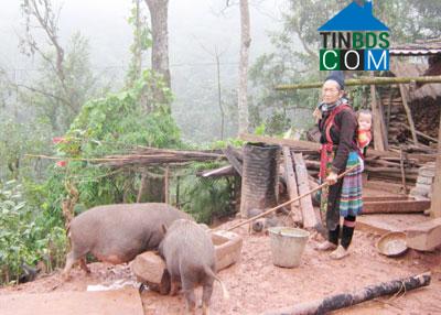 Hình ảnh Hồng Thu, Lai Châu