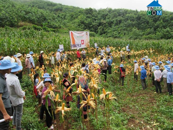 Hình ảnh Nậm Tăm, Lai Châu