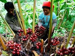 Hình ảnh Bum Nưa, Lai Châu