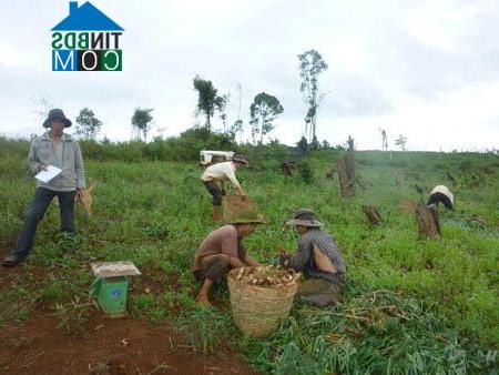 Hình ảnh Trường Xuân, Lâm Đồng