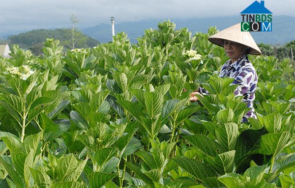 Hình ảnh Nam Hà Lâm Hà, Lâm Đồng