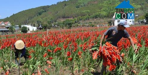 Hình ảnh Hiệp Thạnh, Lâm Đồng