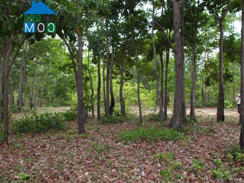 Hình ảnh Hồng Sơn, Lâm Đồng