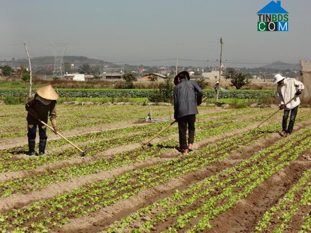 Hình ảnh Ka Đô, Lâm Đồng