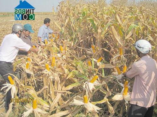 Hình ảnh Nghị Đức, Lâm Đồng