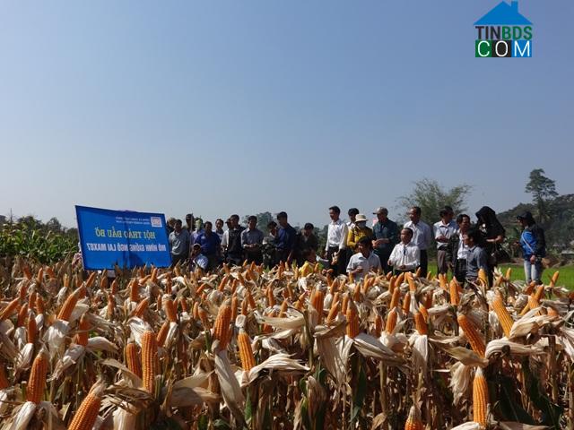 Hình ảnh Quảng Phú, Lâm Đồng