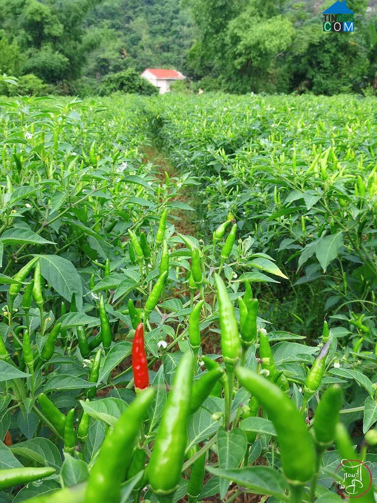 Hình ảnh Nhân Lý, Lạng Sơn