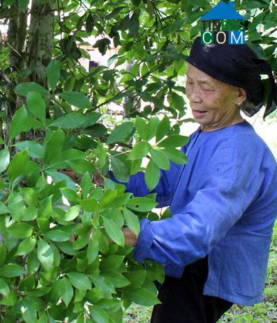 Hình ảnh Thiện Thuật, Lạng Sơn