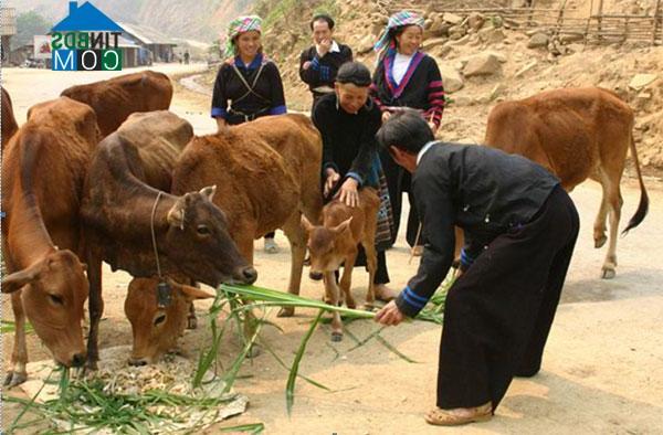 Hình ảnh Khao Mang, Lào Cai