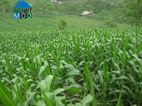 Hình ảnh Lâm Thượng, Lào Cai