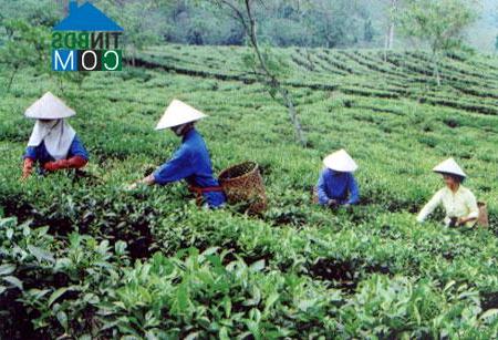 Hình ảnh Liên Sơn, Lào Cai