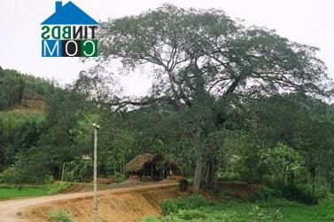 Hình ảnh Chấn Thịnh, Lào Cai