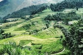 Hình ảnh Dền Sáng, Lào Cai