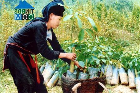 Hình ảnh Gia Hội, Lào Cai