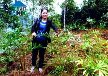 Hình ảnh Hưng Khánh, Lào Cai