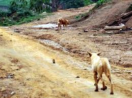 Hình ảnh Sín Chéng, Lào Cai