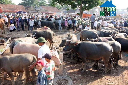 Hình ảnh Bạch Hà, Nghệ An