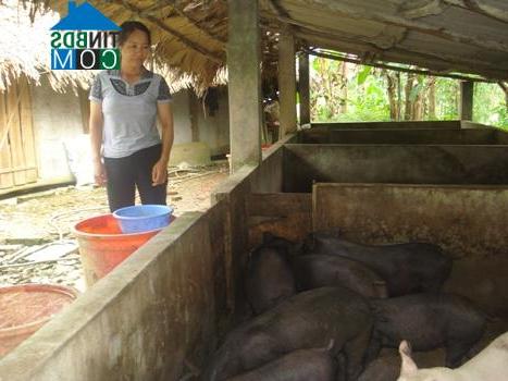 Hình ảnh Việt Hồng, Lào Cai