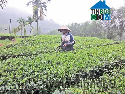 Hình ảnh Hạnh Lâm, Nghệ An