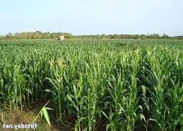 Hình ảnh Nghĩa Lâm, Nghệ An