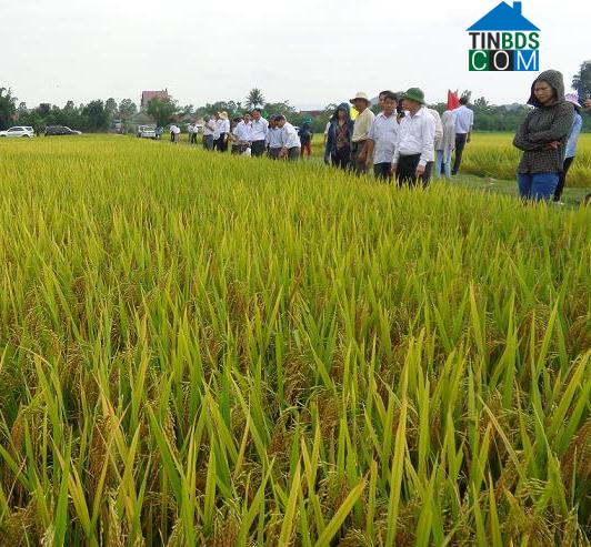 Hình ảnh Kim Liên, Nghệ An