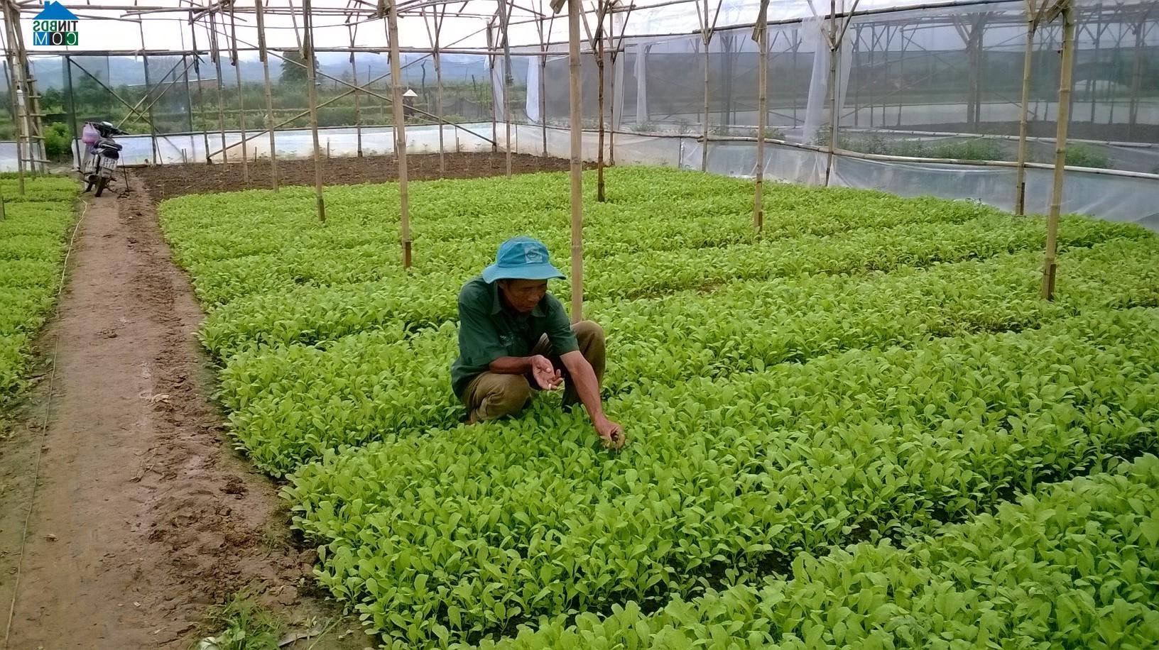 Hình ảnh Long Phụng, Quảng Ngãi