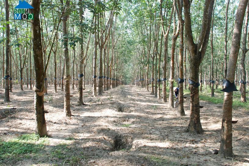 Hình ảnh Ngọk Bay, Quảng Ngãi
